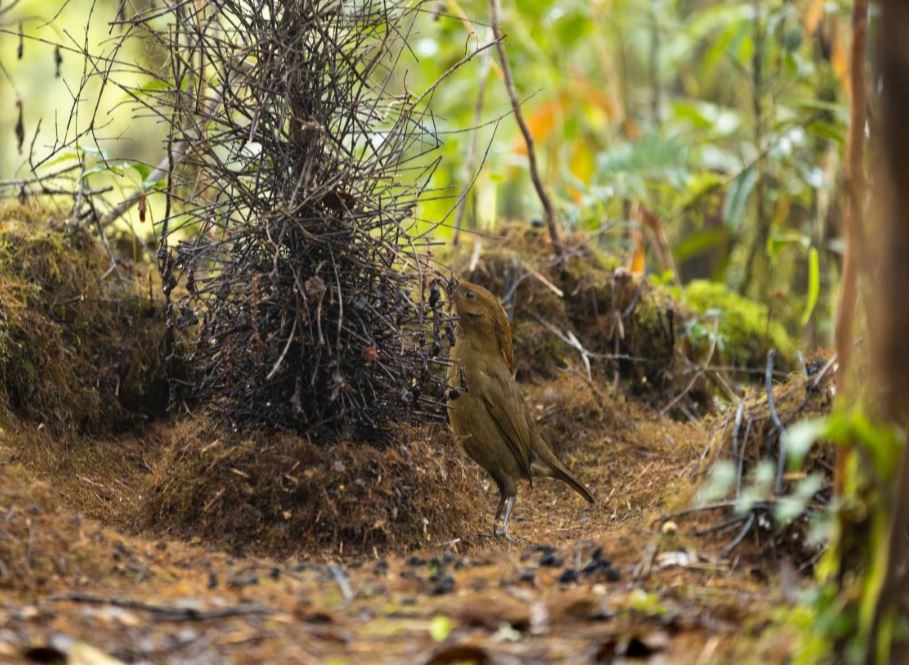 Mcgregor Bowerbird Tower